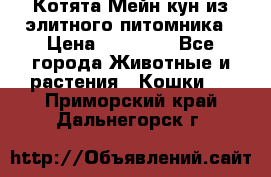 Котята Мейн-кун из элитного питомника › Цена ­ 20 000 - Все города Животные и растения » Кошки   . Приморский край,Дальнегорск г.